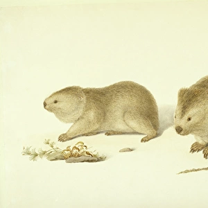 Vombatus ursinus, common wombat