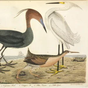 Wading bird illustration by Alexander Wilson