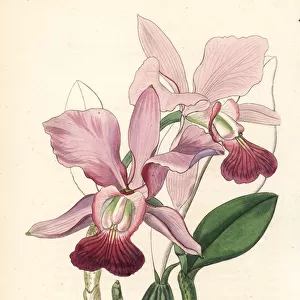 Walkers cattleya orchid, Cattleya walkeriana