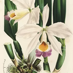 Wallis cattleya orchid, Cattleya wallisii