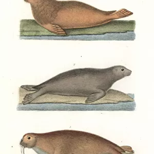 Walrus, northern fur seal, and sea lion