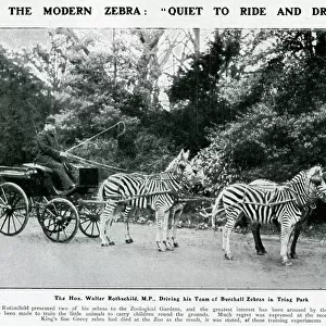 Walter Rothschild driving his team of zebras at Tring Park