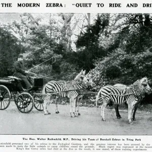 Walter Rothschild driving his team of zebras at Tring Park