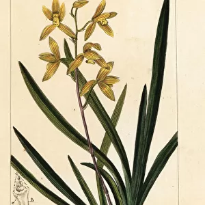 Wan dai-fu orchid, Cymbidium sinense