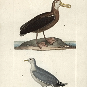 Wandering albatross, Diomedea exulans (vulnerable)