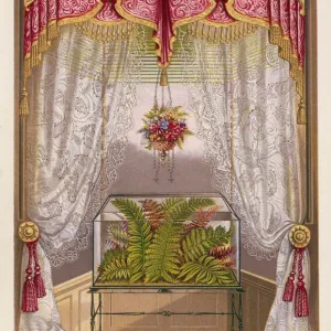 Wardian case containing ferns, in a window