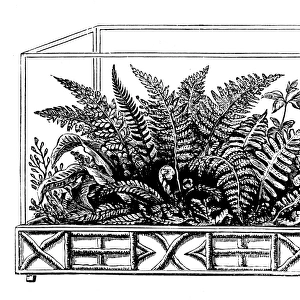 Wardian case with ferns