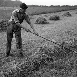 Wartime Hay Harvest 1940