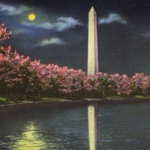 Washington DC, USA - Washington Monument cherry blossom