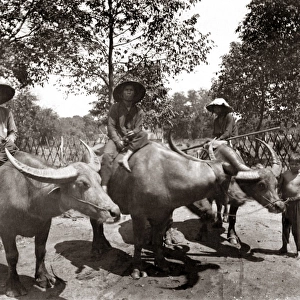 Water buffalo, Indo-China, Vietnam, circa 1890