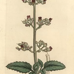 Water figwort, Scrophularia umbrosa