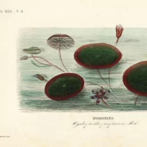 Water-shield, Brasenia schreberi, Hydropeltis purpurea