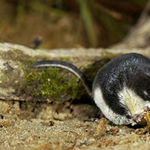 Water shrew, adult, devours a water beetle (a predatious