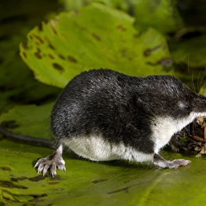 Water shrew, adult, devours a water beetle (a predatious
