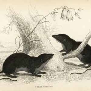 Water shrew, Neomys fodiens