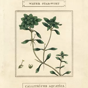 Water starwort, Callitriche palustris