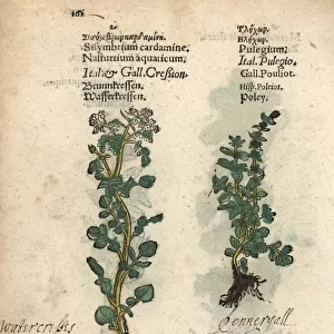 Watercress, Nasturtium officinale, and pennyroyal