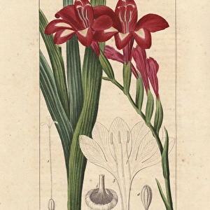 Waterfall gladiolus, Gladiolus cardinalis