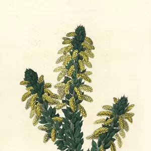 Wattle, Acacia verticillata subsp. ruscifolia