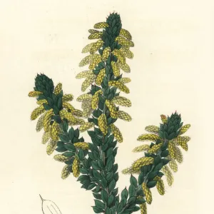 Wattle, Acacia verticillata subsp. ruscifolia