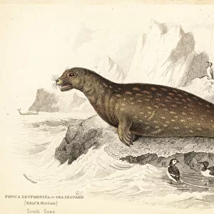 Weddell seal, Leptonychotes weddellii