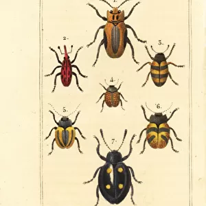 Weevils and beetles