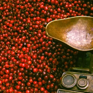 Weighing scales and cherries, London market stall