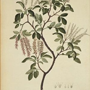 Weinmannia sylvicola, tawhero tree
