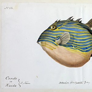 Weird looking Fat Striped Fish illustration