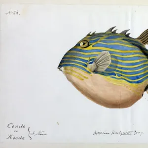 Weird looking Fat Striped Fish illustration