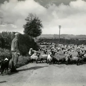 Welsh Sheep Farming