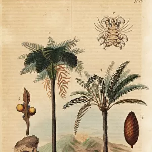West Indian treefern, Japanese sago palm and whale louse