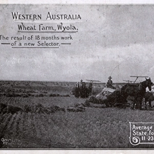 Western Australia Wheat Farm - Wyola - Harvesters at work