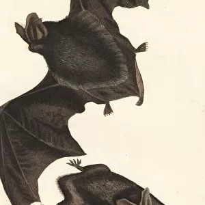 Western barbastelle bat, Barbastella barbastellus