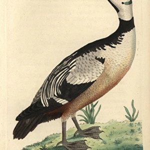 Western, variegated duck or Stellers eider