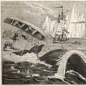 Whaling / Crew in Danger