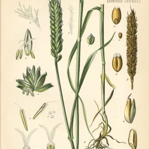 Wheat or bread wheat, Triticum vulgare