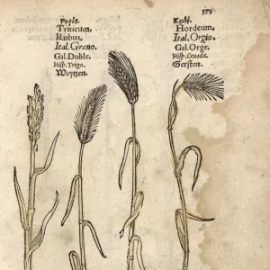 Wheat, Triticum aestivum, and barley, Hordeum vulgare