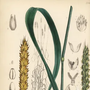 Wheat, Triticum sativum