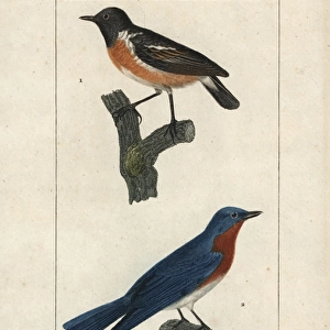 Wheatear, Oenanthe oenanthe, and eastern bluebird