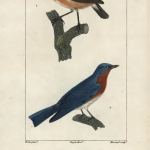 Wheatear, Oenanthe oenanthe, and eastern bluebird