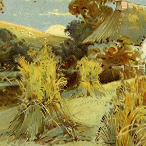 Wheatfield in summer