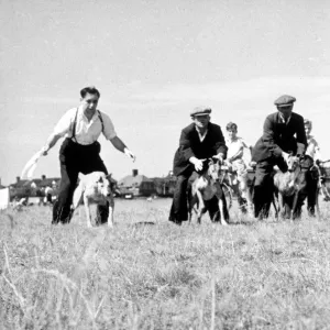 Whippet Race Start