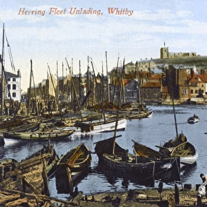 Whitby, North Yorkshire - The Herring Fleet Unlading