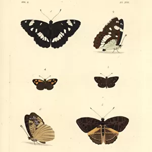 White admiral, gold-spotted sylph and pathfinder butterflies