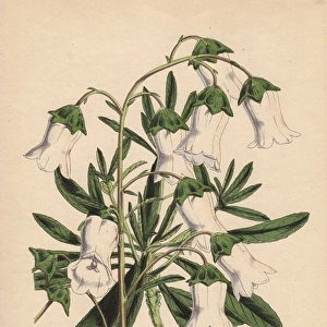 White bellflower, Campanula vidalii