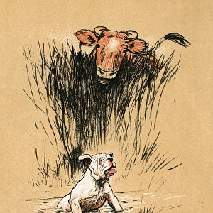 White bulldog thrown into the water by a bull in a field