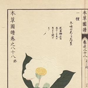 White camellia, Fuyusaku noshiratama, Thea