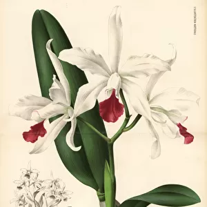 White Cattleya x elegans hybrid orchid