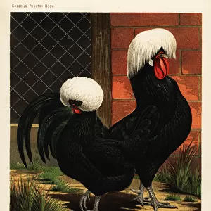 White-crested black Polish chickens